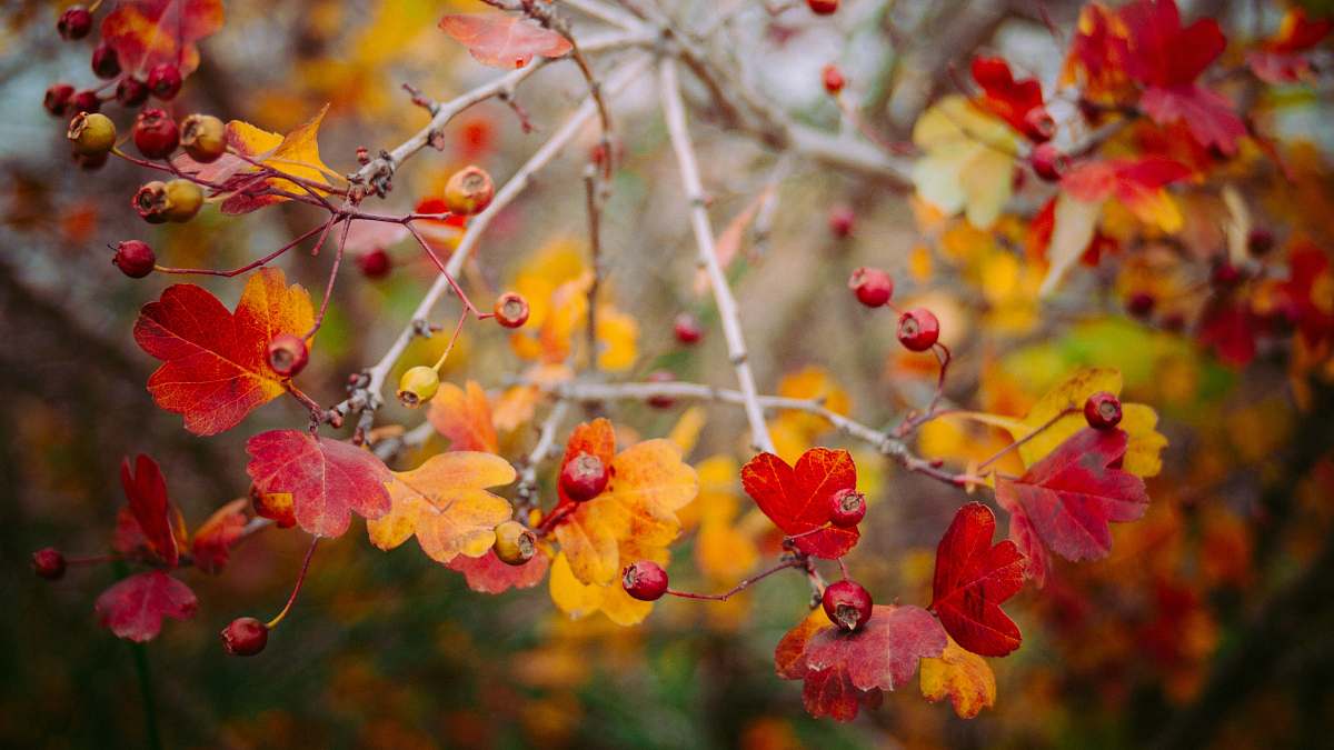 autumn photo of red and yellow flowers fall