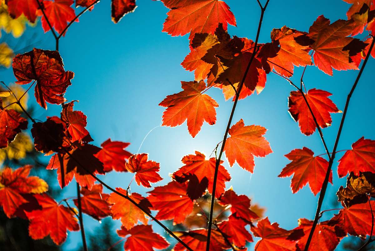 maple red maple leaves leaf