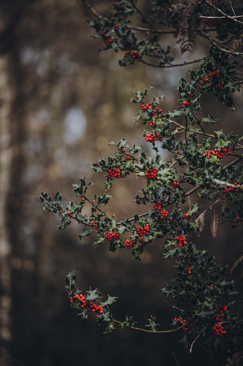 bush shallow focus photo of red fruit blossom