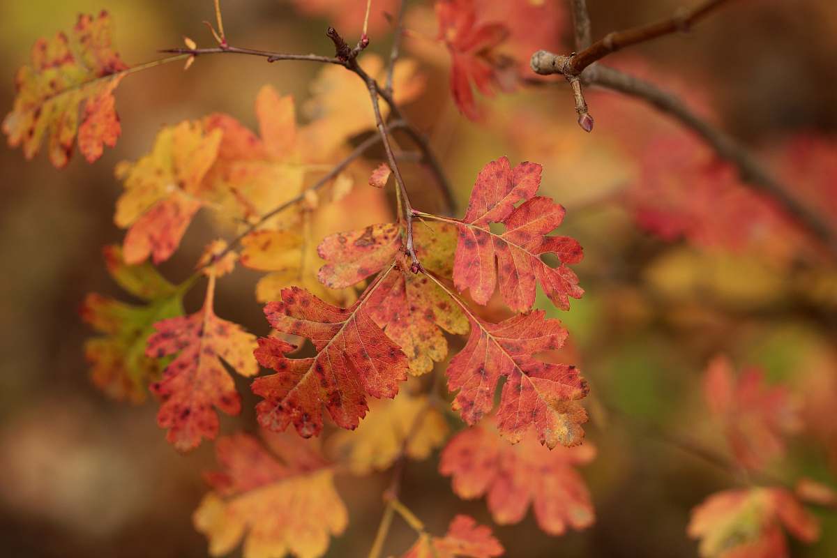 leaf wilted leaves veins