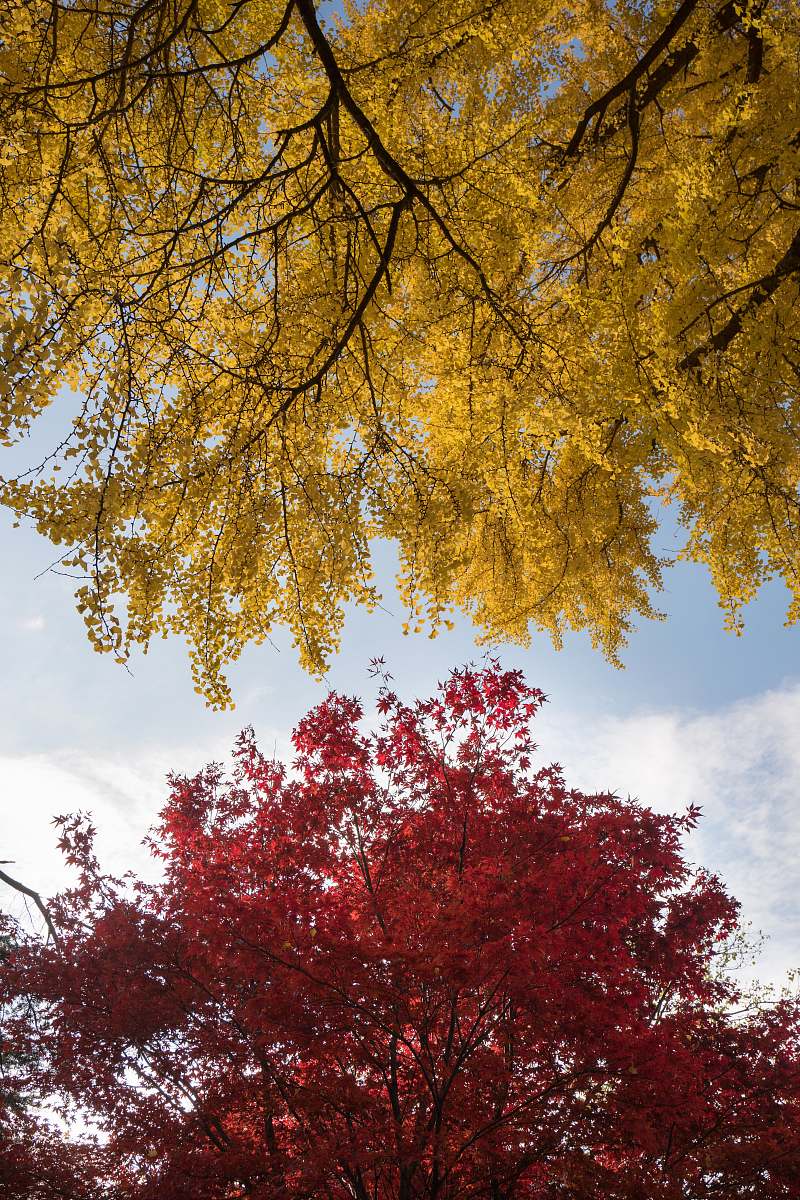 fall wormseye view of trees under blue sky autumn