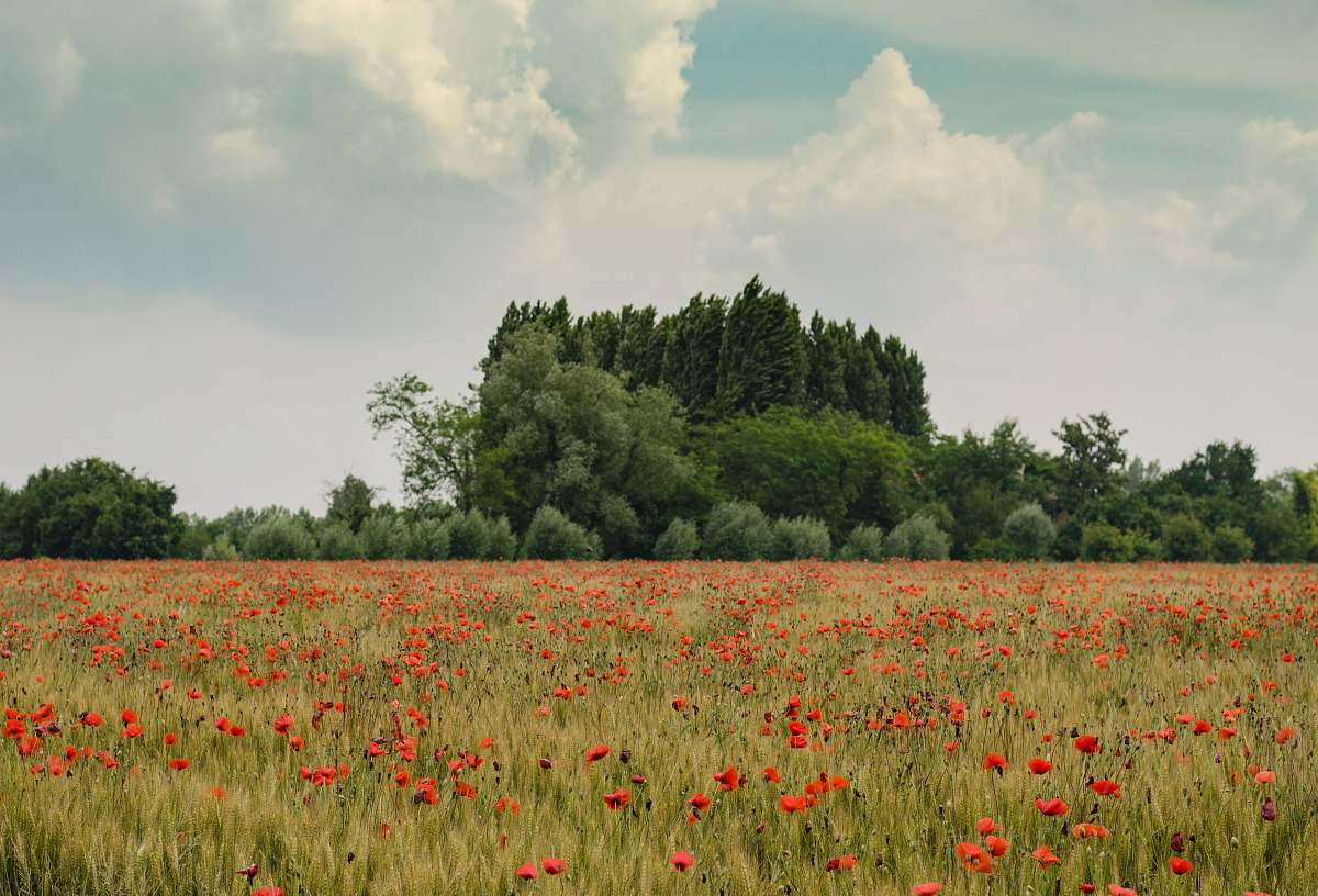 flowers orange petaled flowers near green trees at daytime landscape