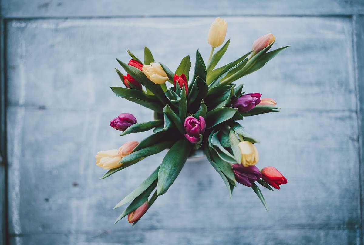 flower closeup photo of assorted-color tulip flowers on vase plant
