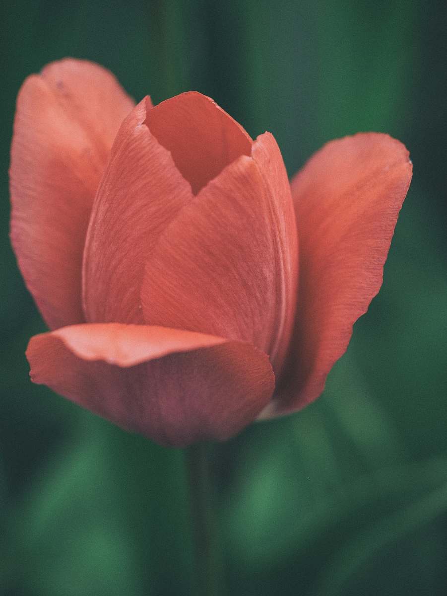 flower red-petaled flower plant