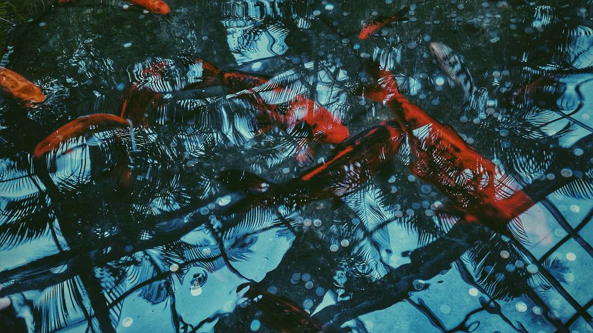 koi school of koi fish fish