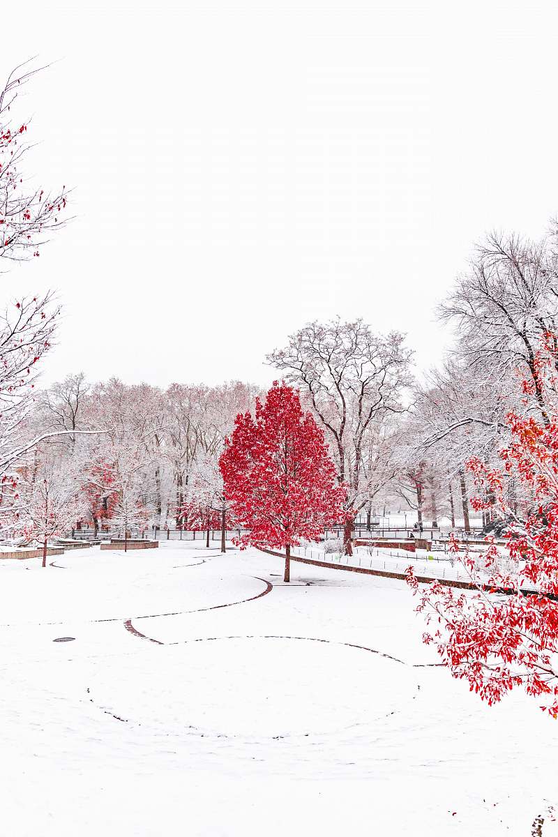 snow snow-covered park with red trees red