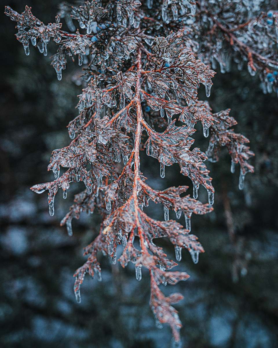 nature brown and white tree branch outdoors