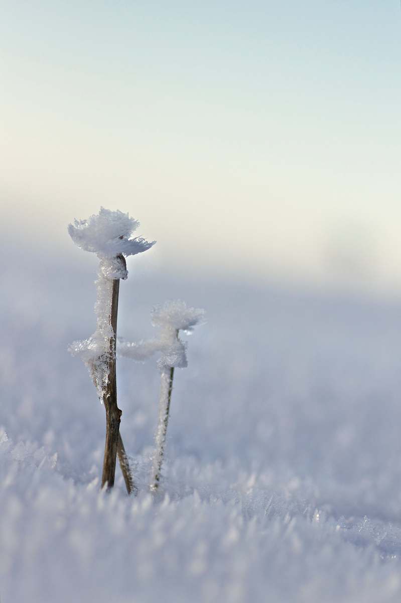 nature brown icy branch outdoors