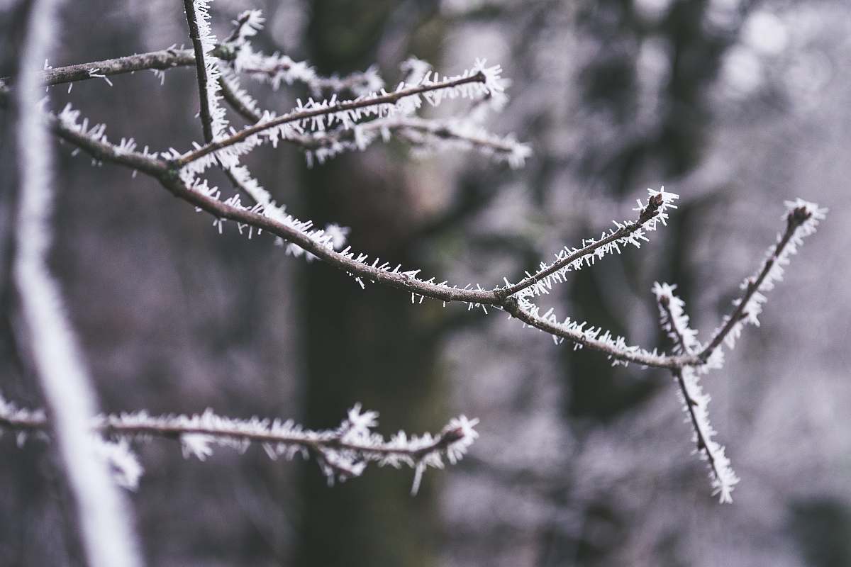 nature tree covered with snow selective focus photography outdoors
