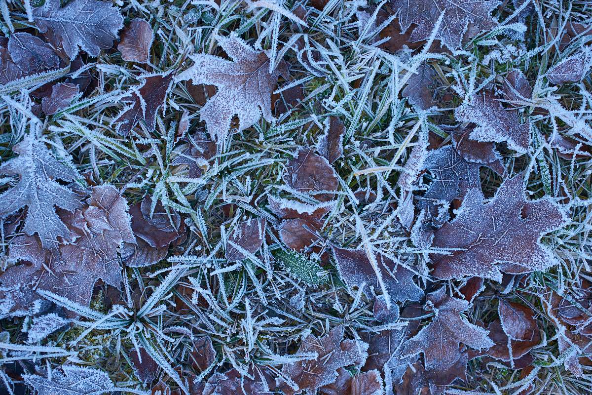 ice maroon-leafed plants outdoors