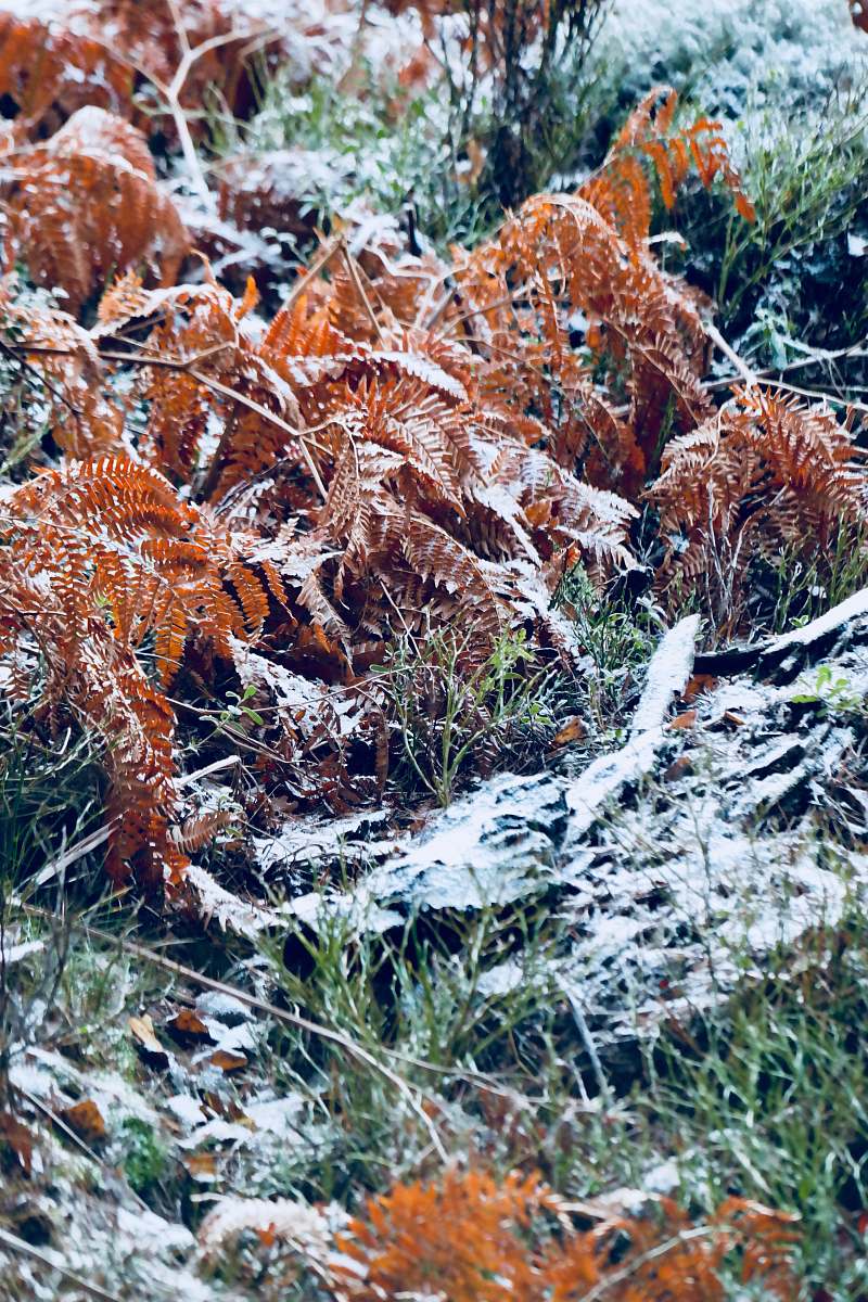 ice shallow focus photo of green and brown leaves outdoors
