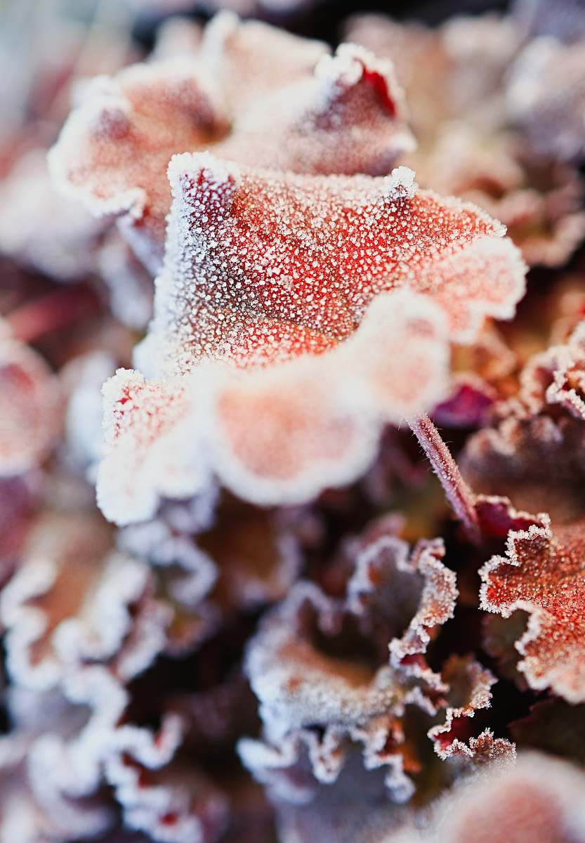 nature white and brown plant in close up photography ice