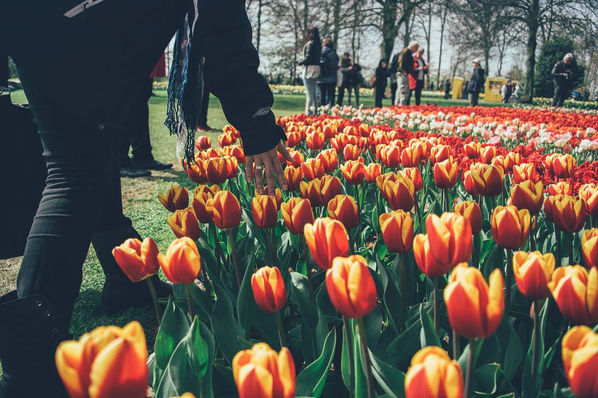 tulip person picking orange tulips flower