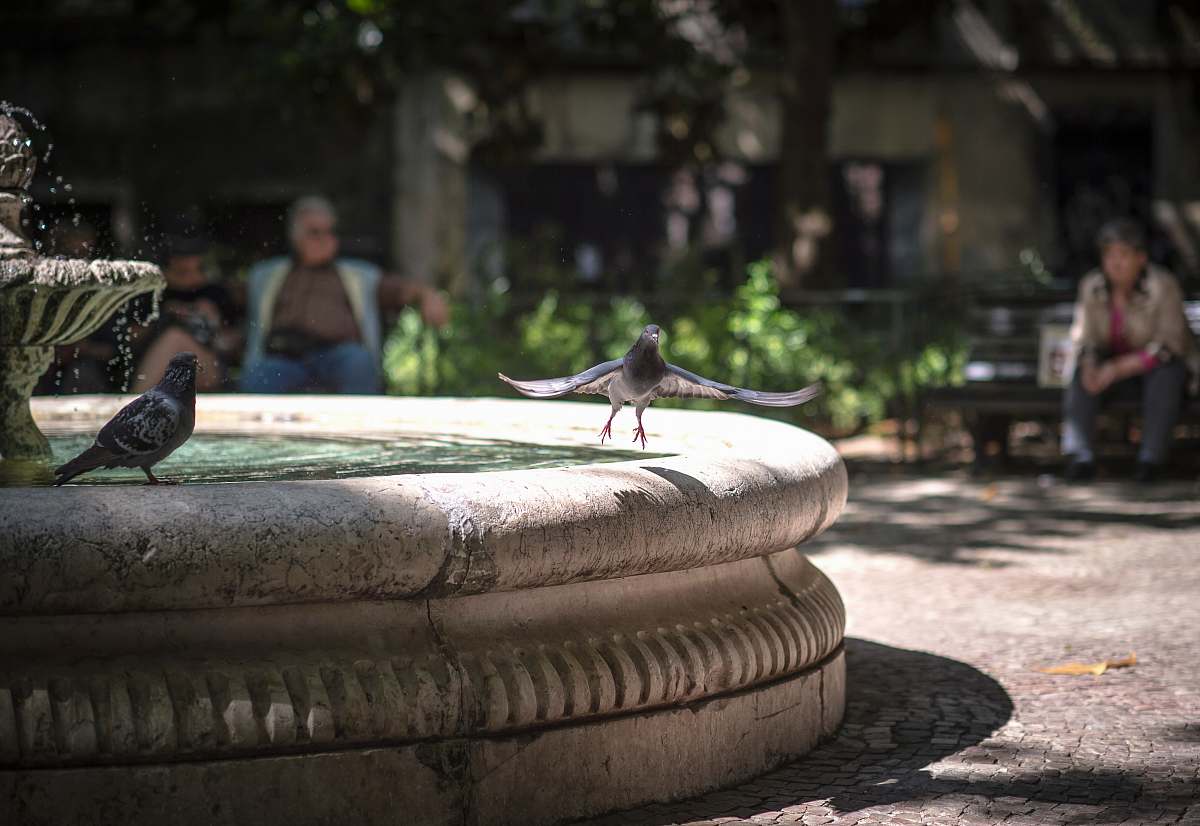 person pigeon about to fly away from outdoor water fountain human