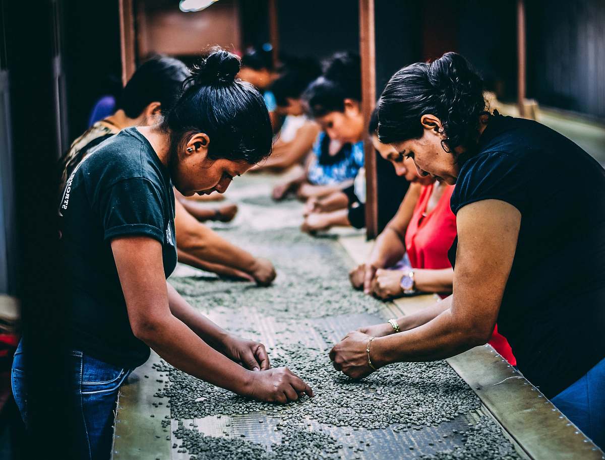 people group of women picking beans on gray table human