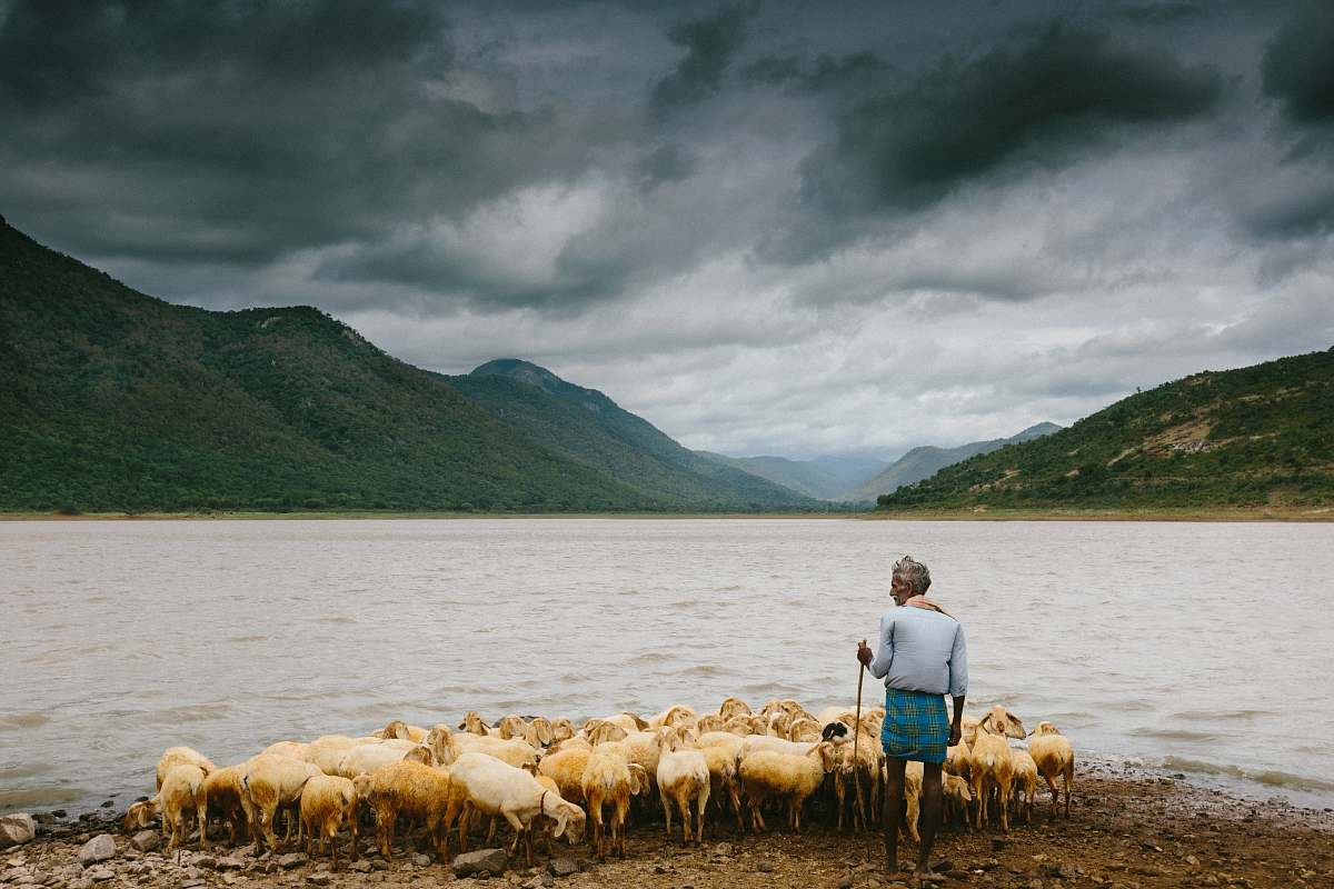 people man holding stick and standing near herd of sheep on the seashore human
