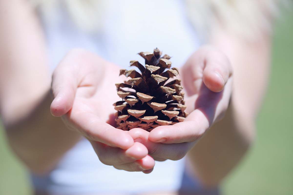 people person showing brown pine cone plant