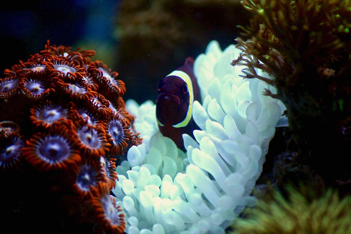 water purple and white fish on coral reef invertebrate