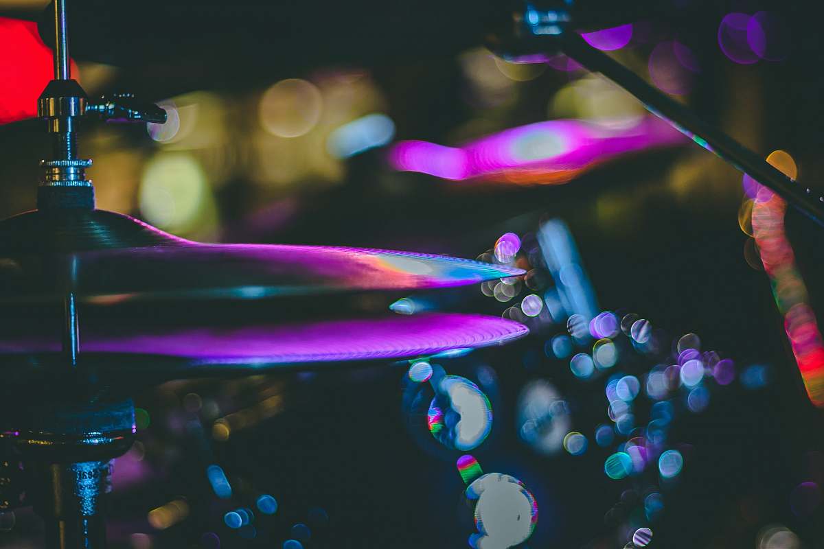 invertebrate purple cymbals closeup photography jellyfish