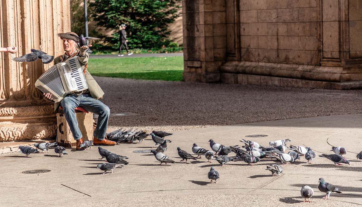 shoe man playing accordion surrounded by pigeons footwear