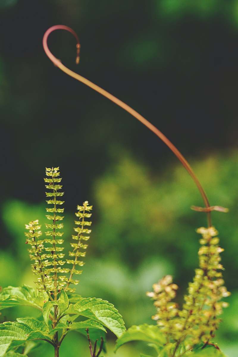 plant green leafed plants in shallow focus photography fern