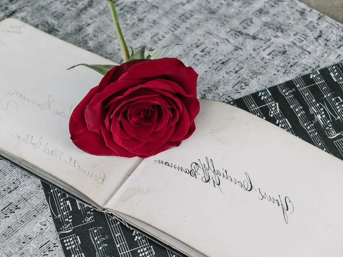 rose red rose on white book page blossom