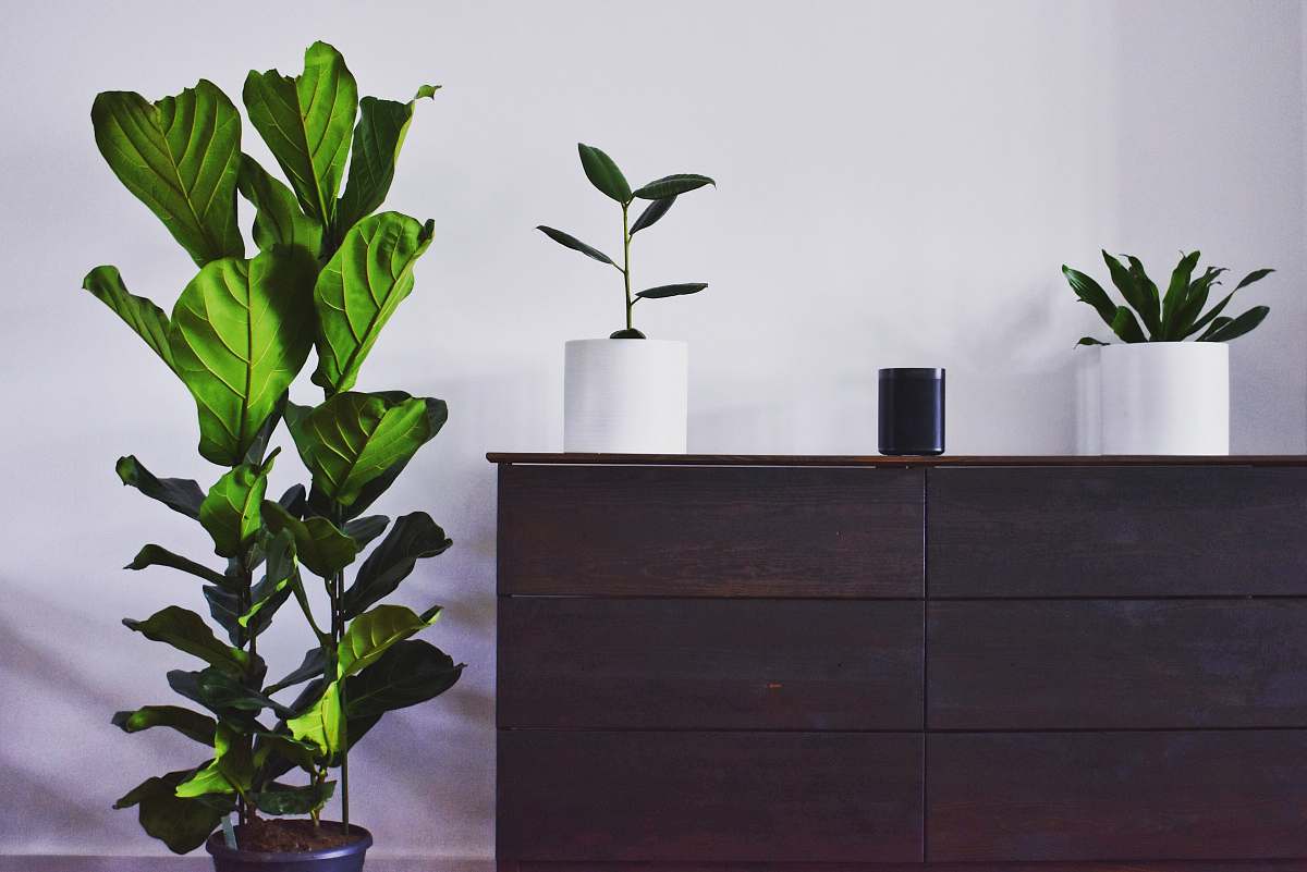 cabinet green leafed plant by wooden dress dresser