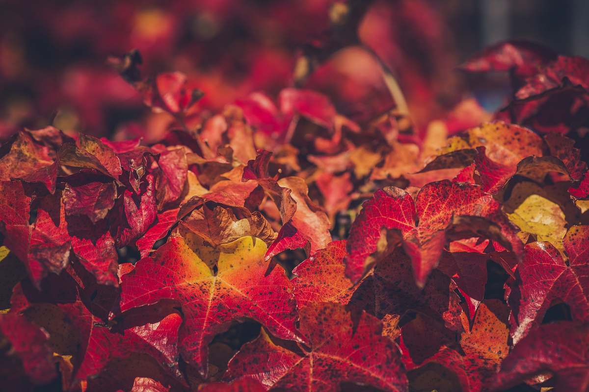 person closeup photo of red maple leaves leaf