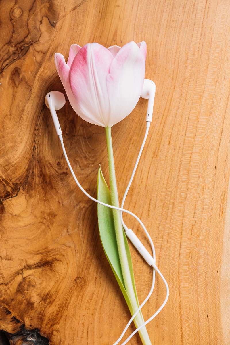 tulip white and pink tulips on brown wooden table blossom