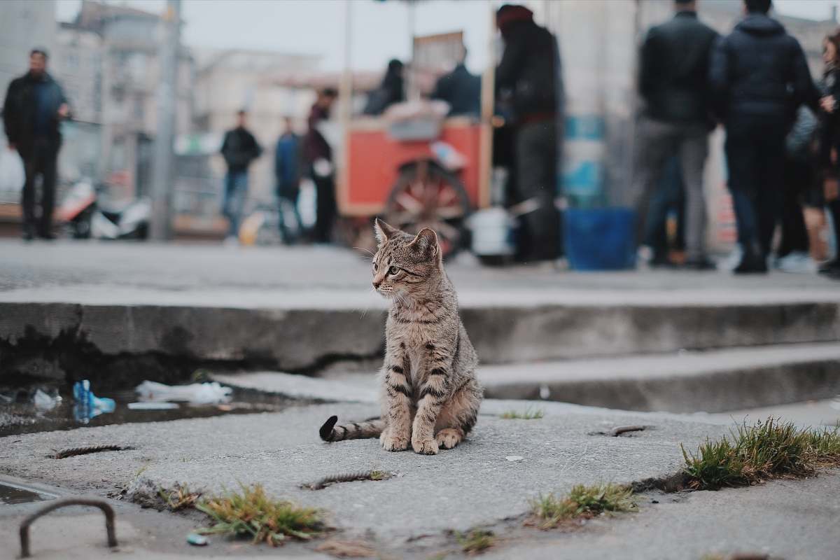 cat brown tabby cat sitting on concrete animal
