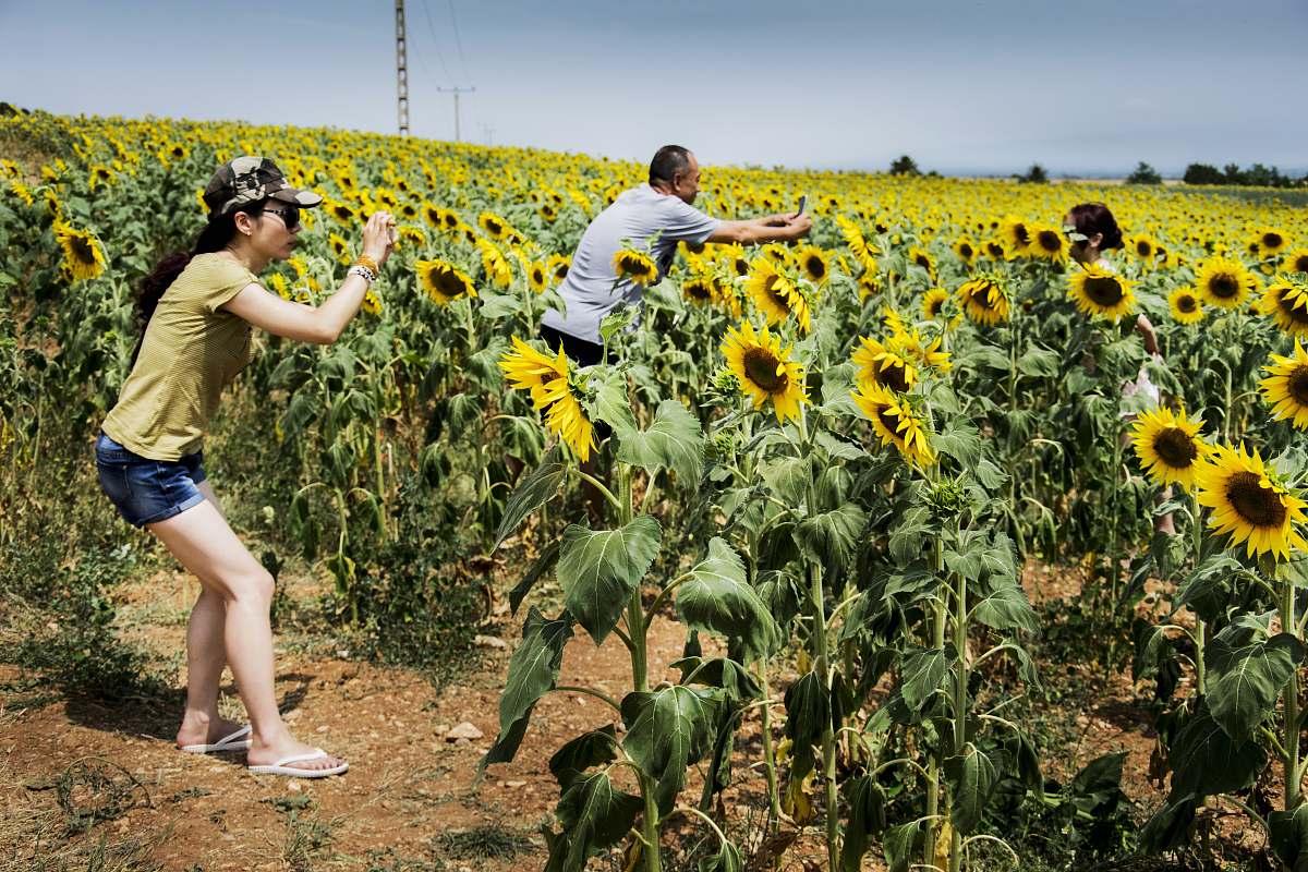person group of people taking photo of sunflower sunflower