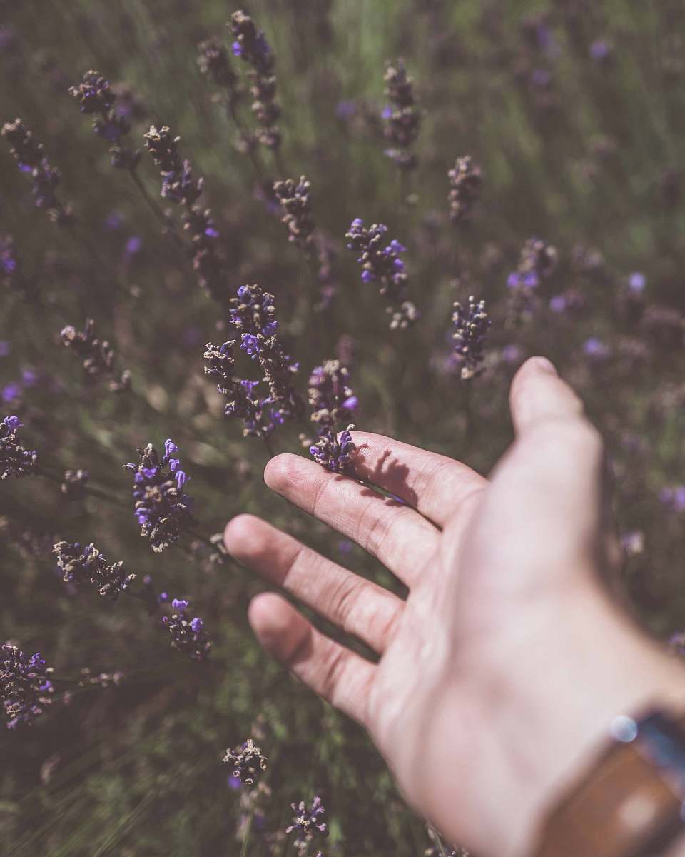 lavender photo of person touching purple cluster flower plant