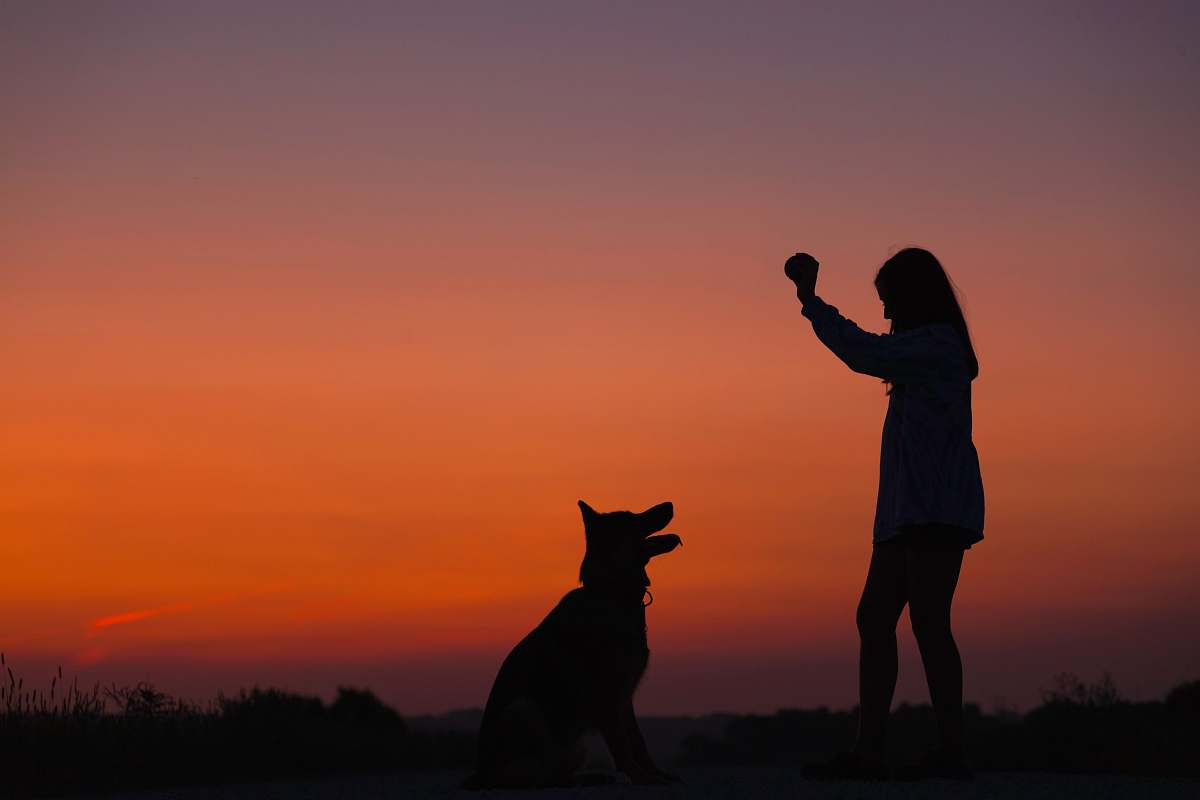 person woman holding ball in front of dog silhouette photography silhouette