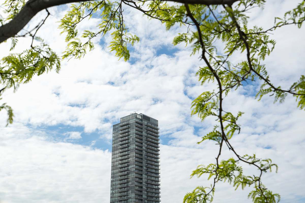 city green-leafed tree during daytime urban