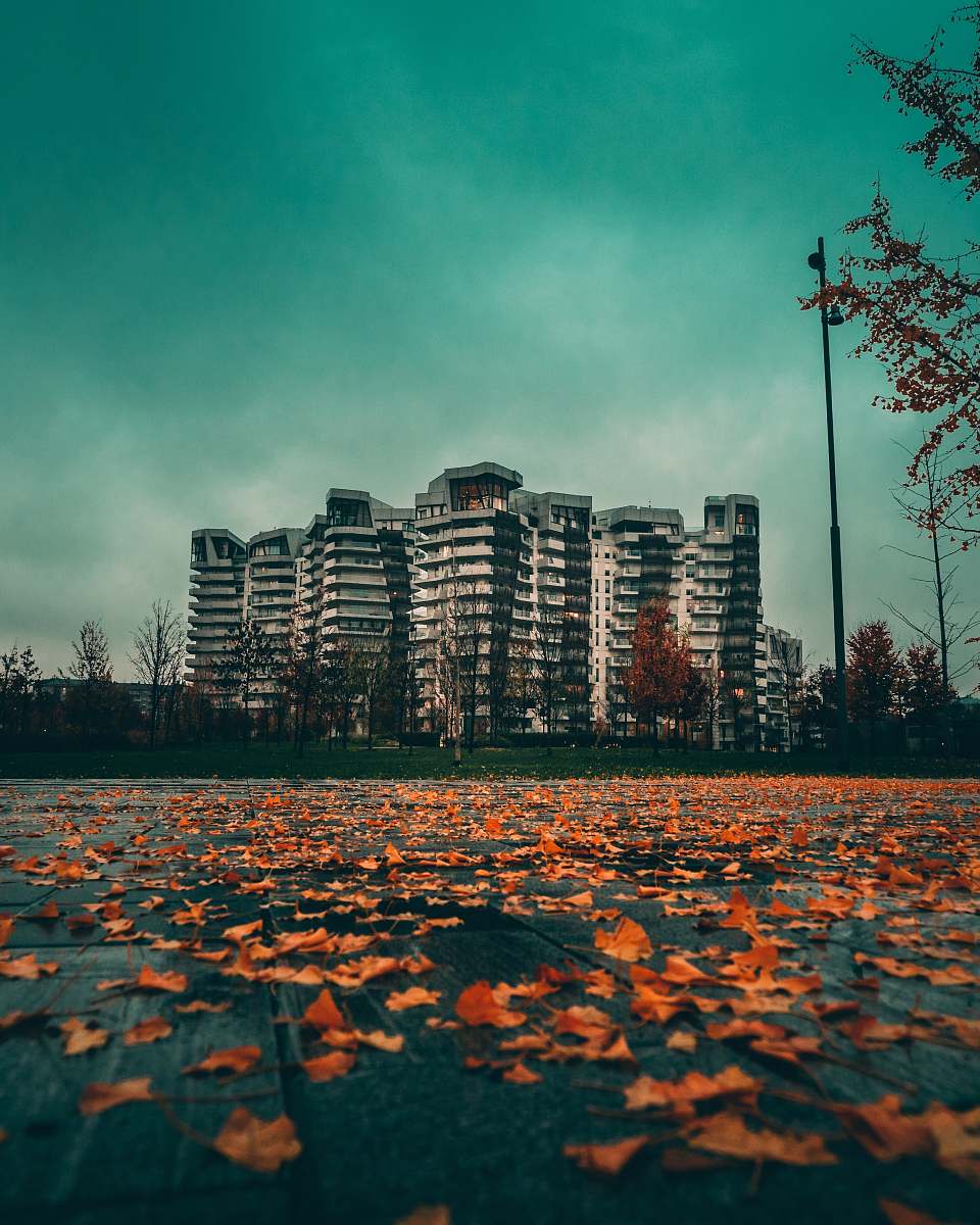 city withered leaves on road high rise