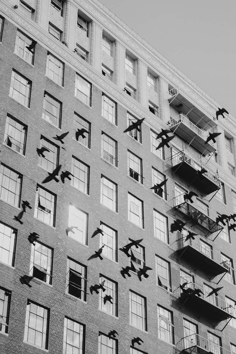 building flock of birds flies near high rise building black-and-white