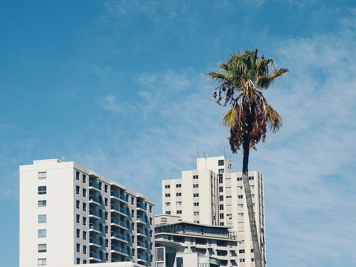 building green coconut tree beside white concrete building during daytime high rise