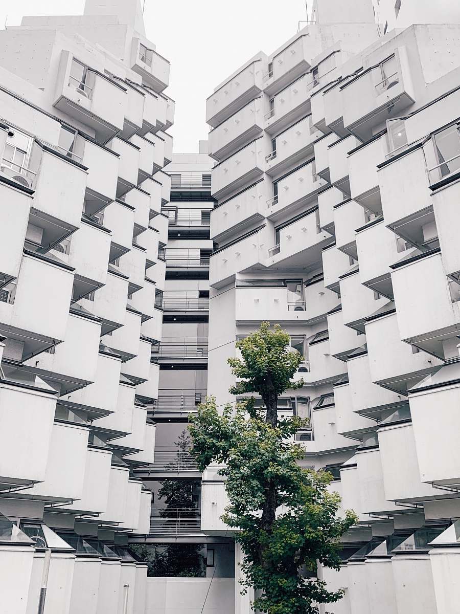 city tree beside white concrete building building