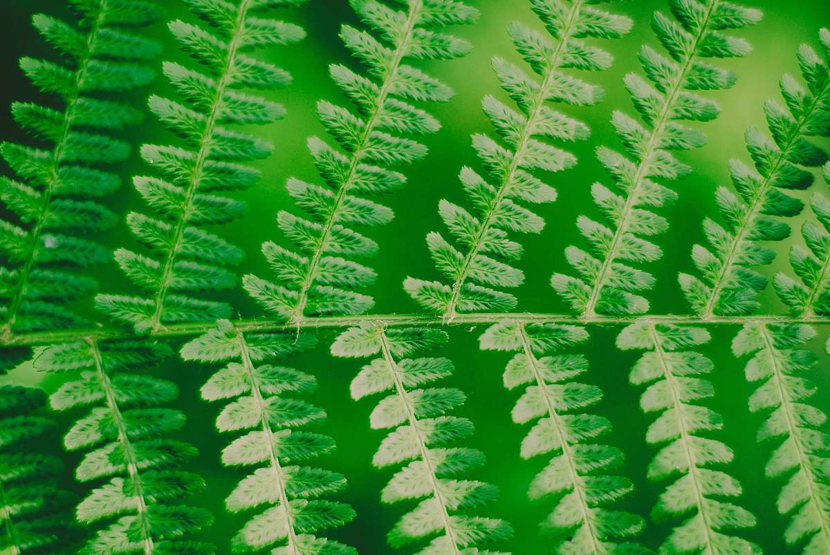 fern closeup photography of green leaf plant plant