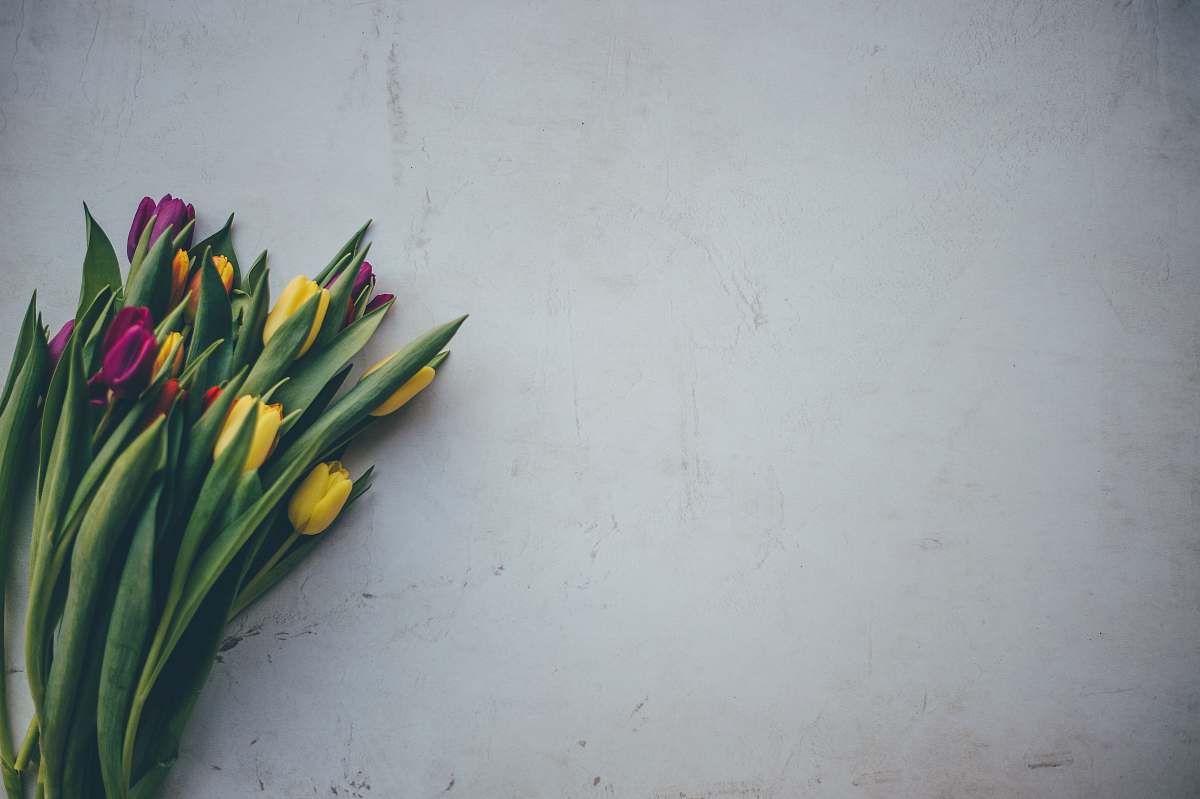 flower yellow and pink tulip flowers on white surface blossom