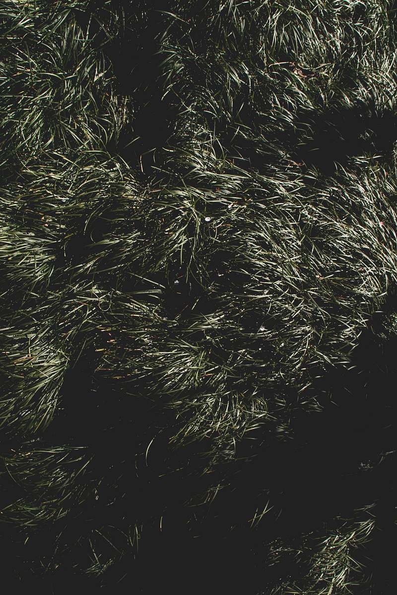 flora green grass field plant
