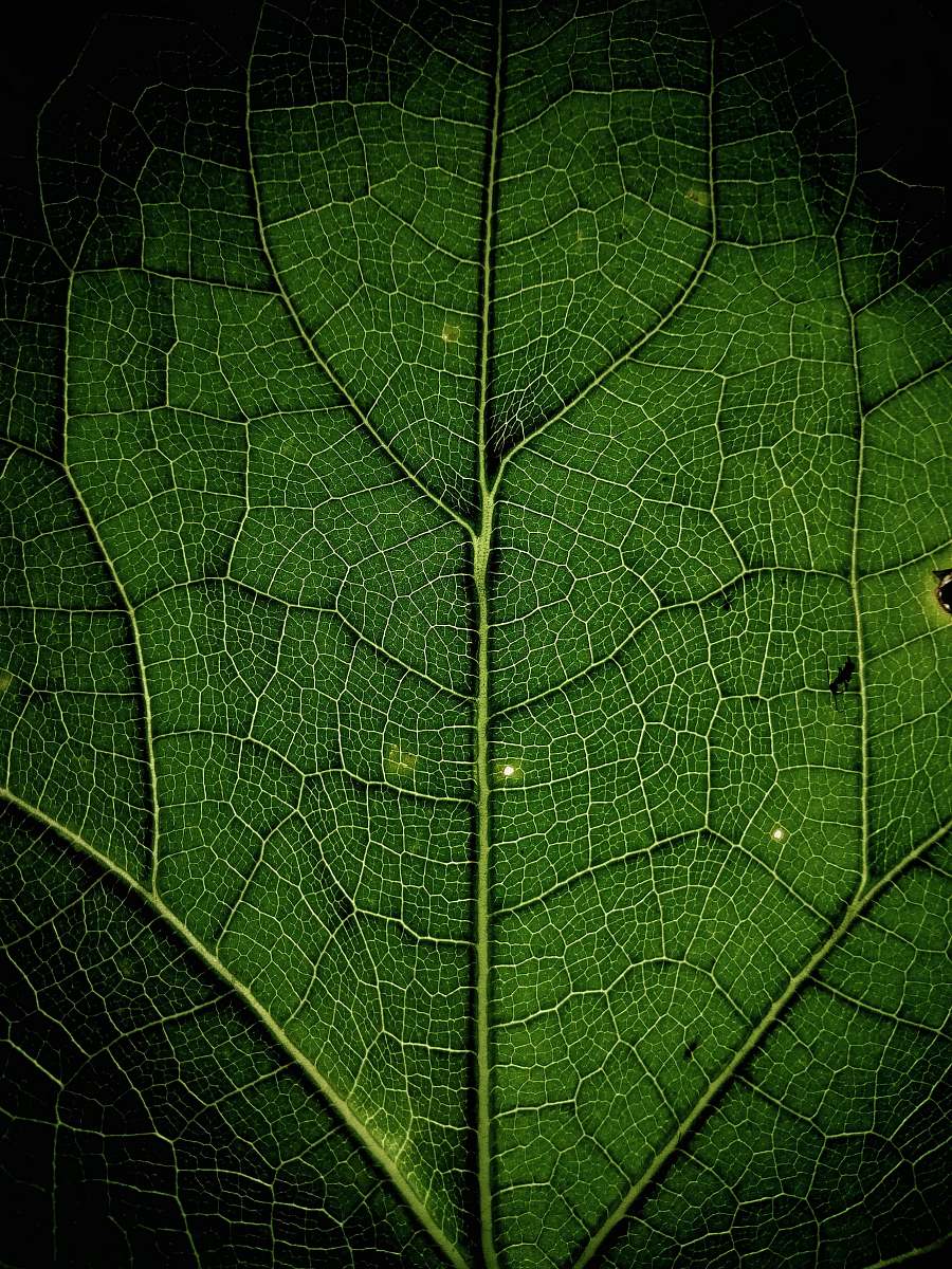 plant close up photo of leaf leaf