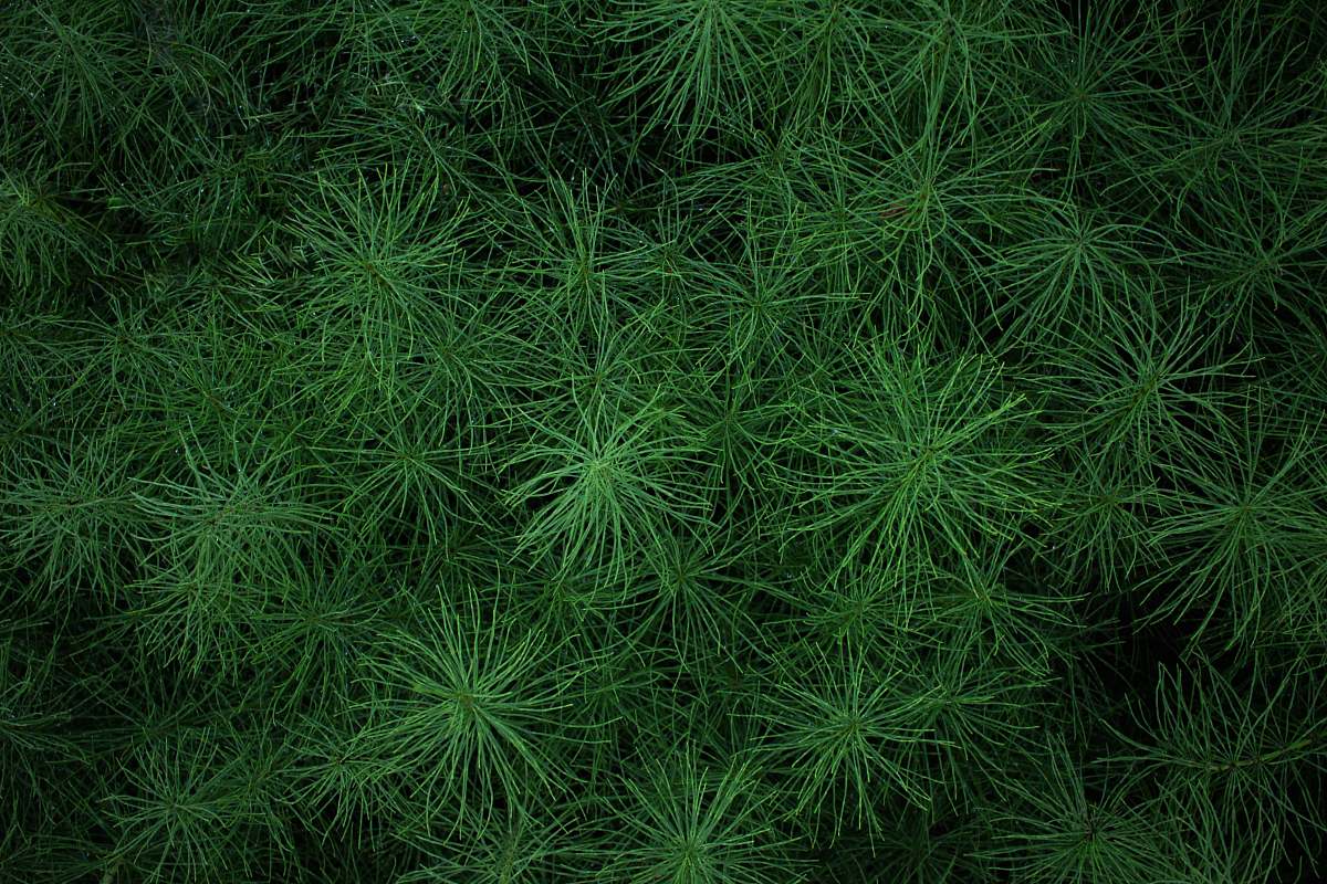 grass closed up photo of green leafed plant plant