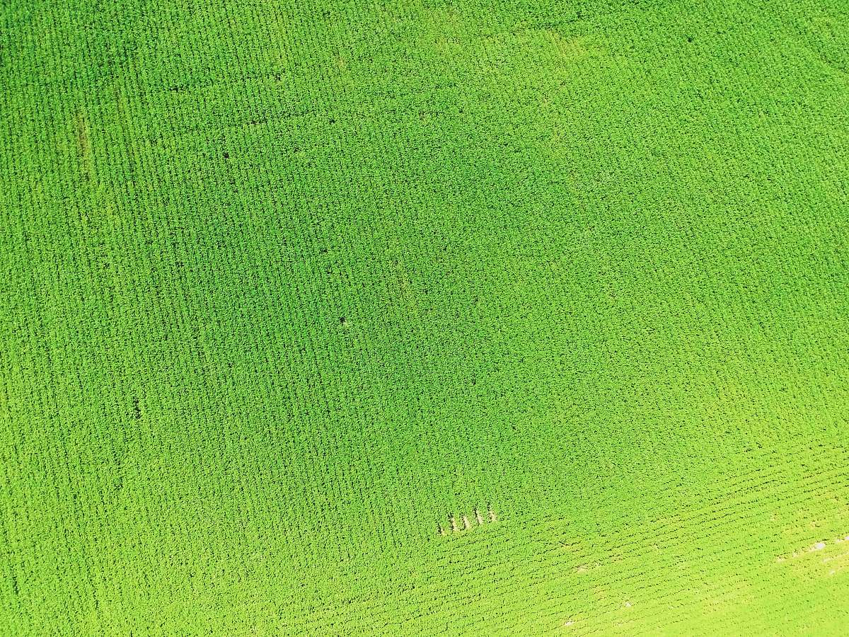 grass green textile close-up photography plant
