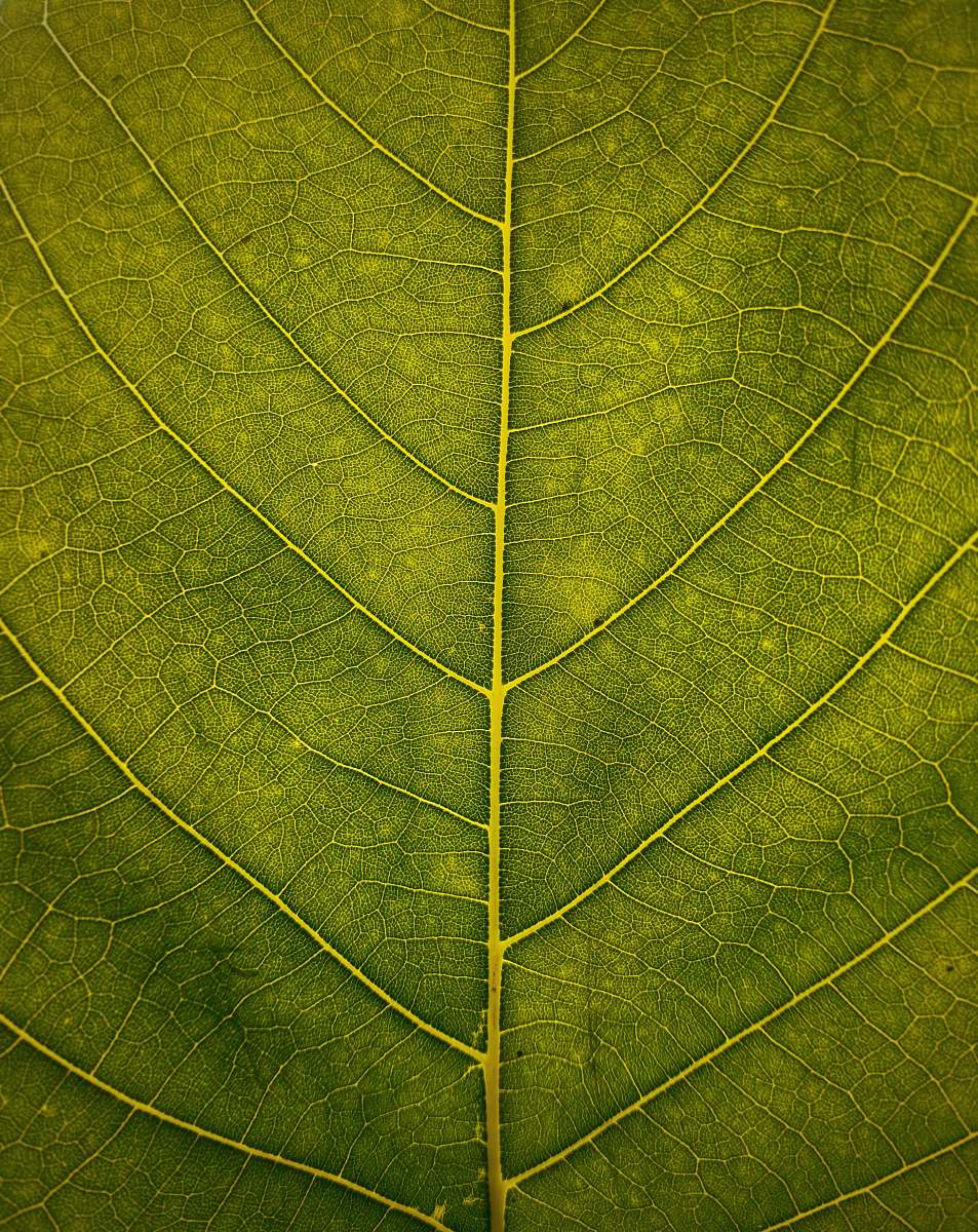 plant macro shot of green leaf leaf