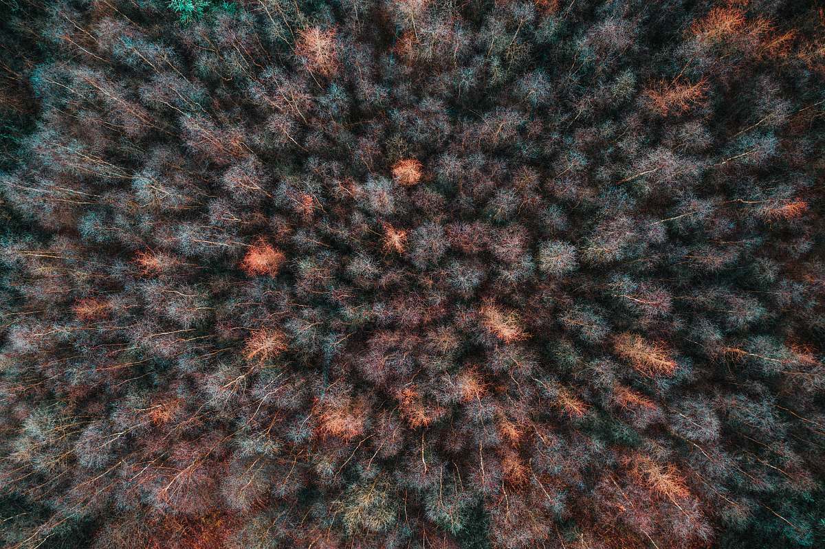texture green-leafed trees during datime knitting