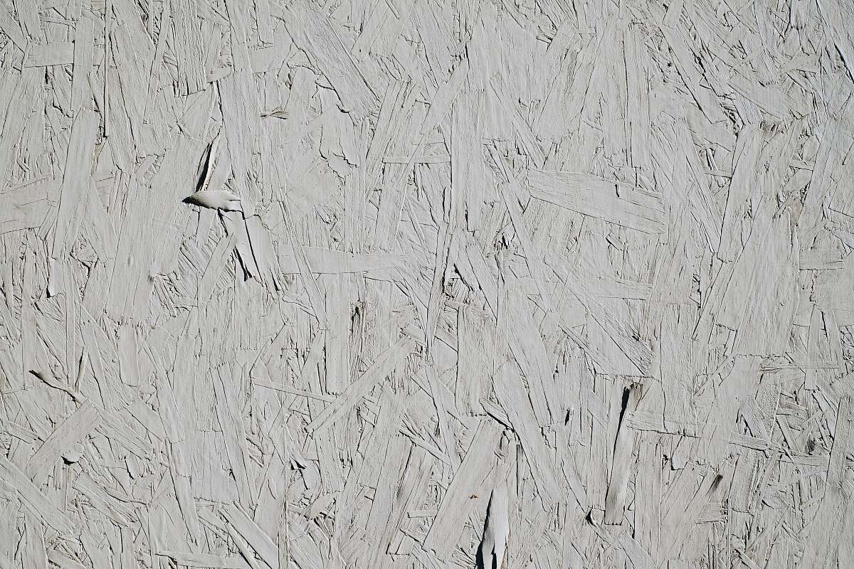 black-and-white white and black bird on white wall animal