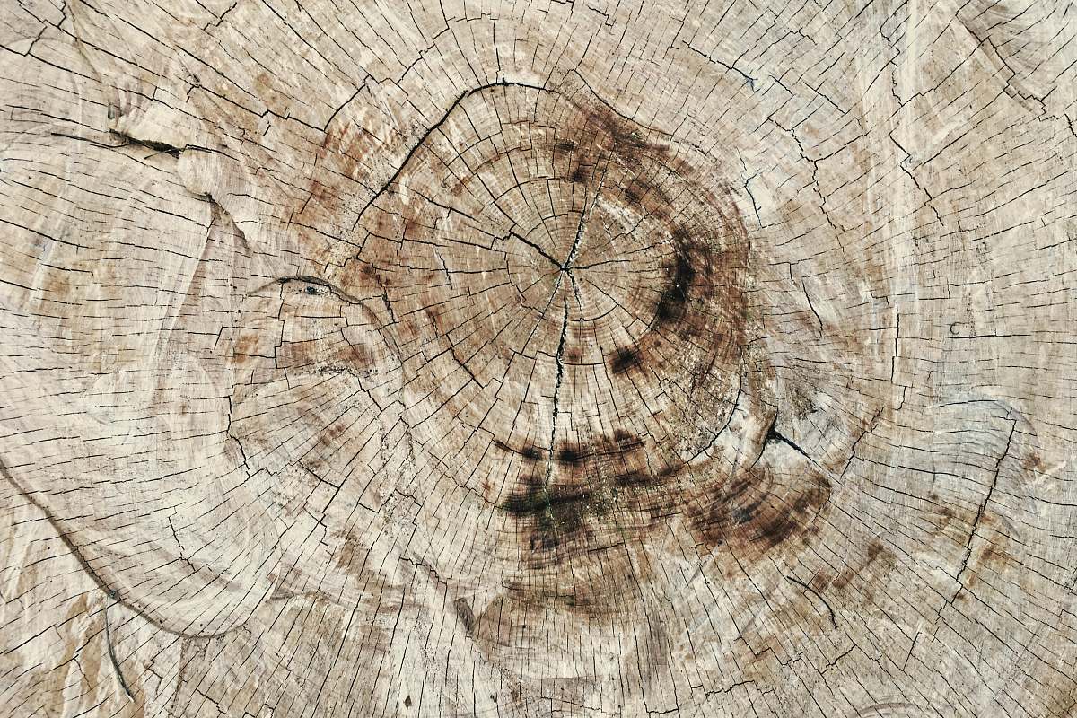 wood  tree
