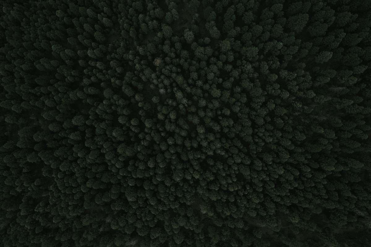 texture A drone shot of dense woods near Palmer Lake black