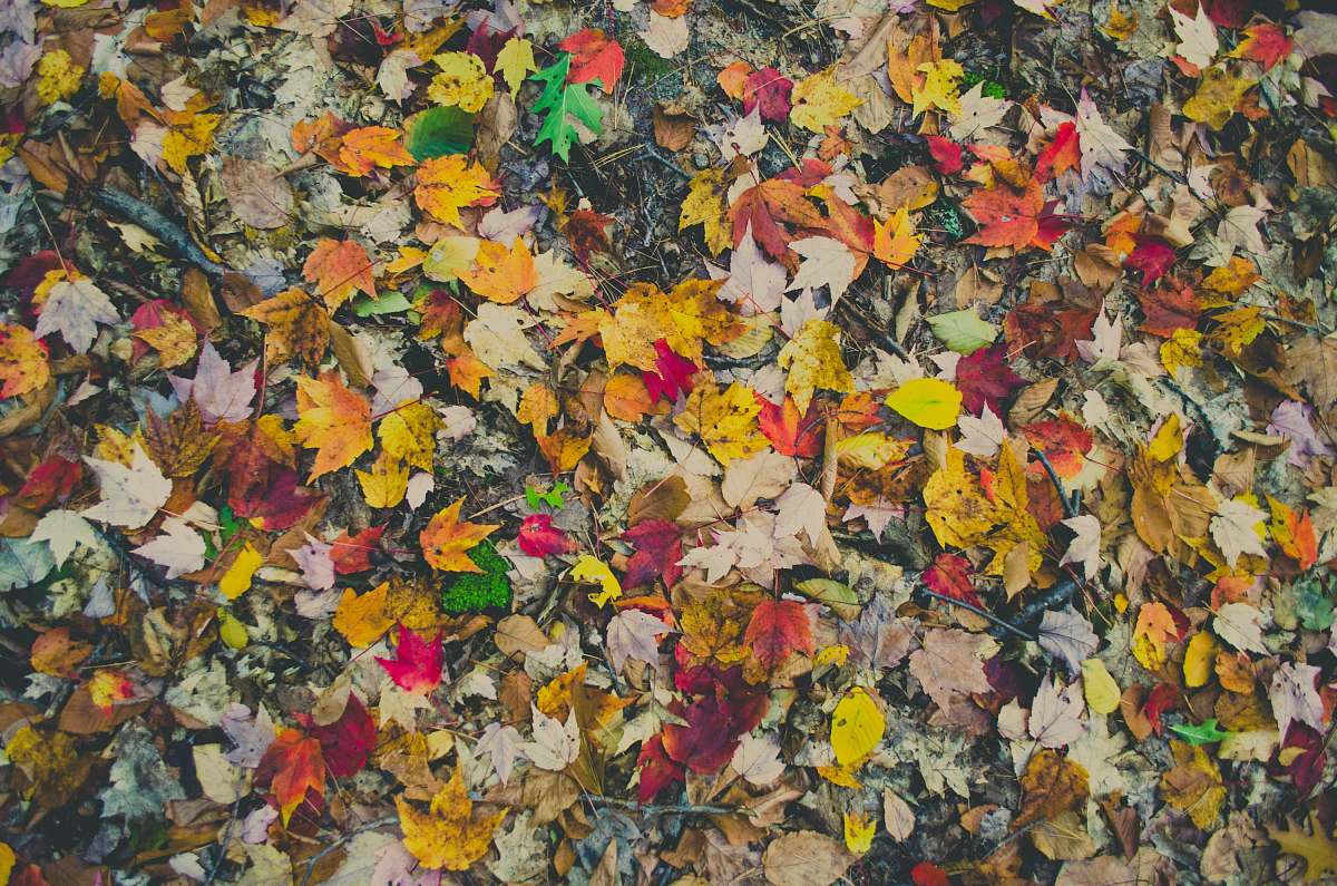 fall assorted-color leaves on ground painting